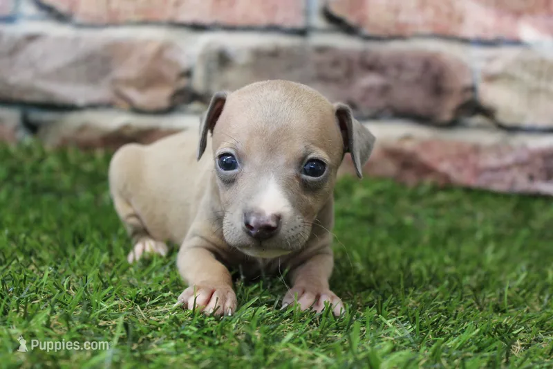 Misty  – Italian Greyhound puppy for sale in Maurice, IA