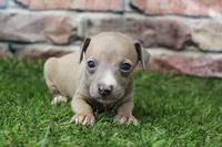 Misty , a female Italian Greyhound for sale in Maurice, IA – 1 of 6