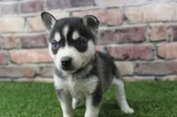 Honey, a female Alaskan Klee Kai for sale in Maurice, IA – 6 of 8