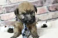 Jasper , a male Soft Coated Wheaten Terrier for sale in Maurice, IA – 5 of 6