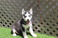 Mable , a female Siberian Husky for sale in Maurice, IA – 2 of 6