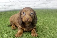 Sadie, a female Miniature Dachshund for sale in Maurice, IA – 3 of 5