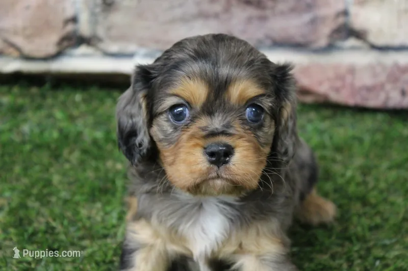Frankie  – Cavalier King Charles Spaniel puppy for sale in Maurice, IA