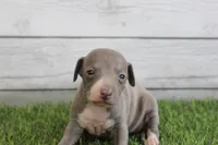 Belle , a female Italian Greyhound for sale in Maurice, IA – 2 of 6