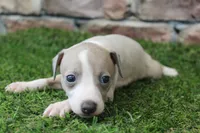 Jade , a female Italian Greyhound for sale in Maurice, IA – 3 of 6