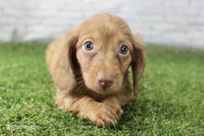 Poppy – Miniature Dachshund puppy for sale in Maurice, IA