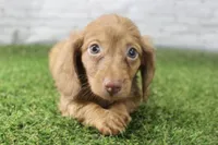 Poppy, a female Miniature Dachshund for sale in Maurice, IA – 1 of 6
