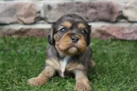 Frankie , a male Cavalier King Charles Spaniel for sale in Maurice, IA – 7 of 8