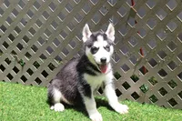 Mable , a female Siberian Husky for sale in Maurice, IA – 4 of 6