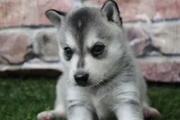 Baxter , a male Alaskan Klee Kai for sale in Maurice, IA – 6 of 10