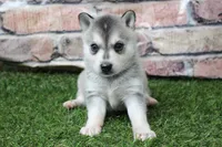 Baxter , a male Alaskan Klee Kai for sale in Maurice, IA – 5 of 10