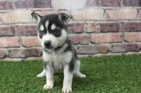 Honey, a female Alaskan Klee Kai for sale in Maurice, IA – 3 of 8