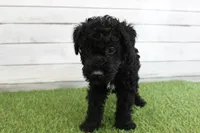 Eddie , a male Kerry Blue Terrier for sale in Maurice, IA – 2 of 8
