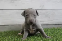 Hazel , a female Italian Greyhound for sale in Maurice, IA – 3 of 4