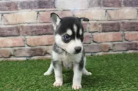 Honey, a female Alaskan Klee Kai for sale in Maurice, IA – 2 of 8