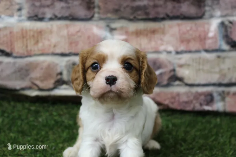 Theo  – Cavalier King Charles Spaniel puppy for sale in Maurice, IA