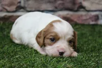 Theo , a male Cavalier King Charles Spaniel for sale in Maurice, IA – 6 of 8
