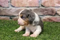 Ryder , a male Cavalier King Charles Spaniel for sale in Maurice, IA – 2 of 6