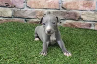 Ranger , a male Italian Greyhound for sale in Maurice, IA – 5 of 6