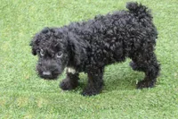 Hank , a male Kerry Blue Terrier for sale in Maurice, IA – 10 of 10