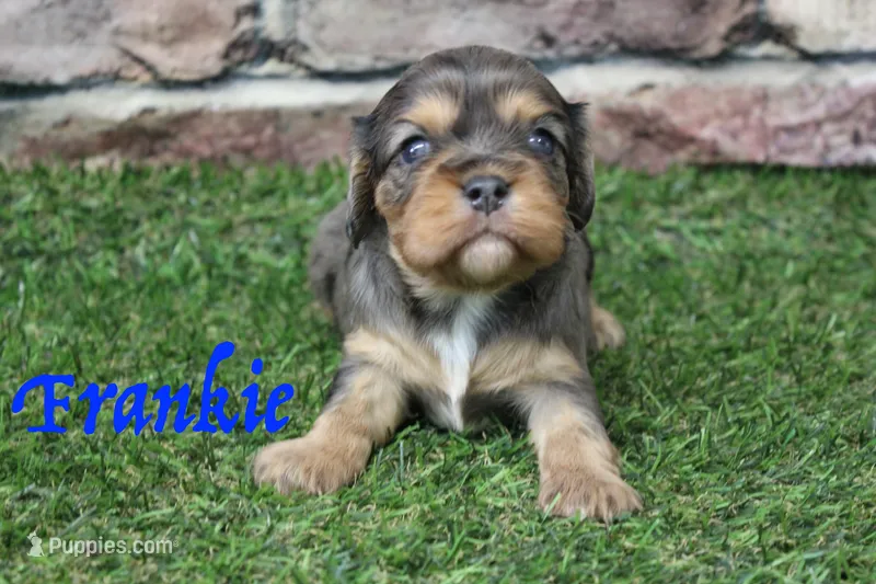 Frankie  – Cavalier King Charles Spaniel puppy for sale in Maurice, IA