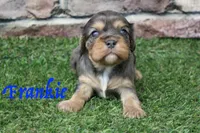 Frankie , a male Cavalier King Charles Spaniel for sale in Maurice, IA – 1 of 8