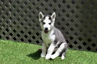 Nika, a female Siberian Husky for sale in Maurice, IA – 3 of 5