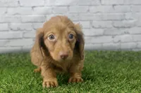 Poppy, a female Miniature Dachshund for sale in Maurice, IA – 2 of 6