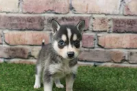 Bear , a male Alaskan Klee Kai for sale in Maurice, IA – 1 of 7
