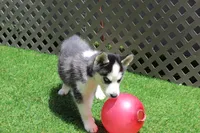 Nika, a female Siberian Husky for sale in Maurice, IA – 2 of 5