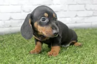 Dallas, a male Miniature Dachshund for sale in Maurice, IA – 4 of 7