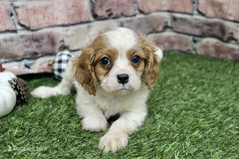 Theo  – Cavalier King Charles Spaniel puppy for sale in Maurice, IA
