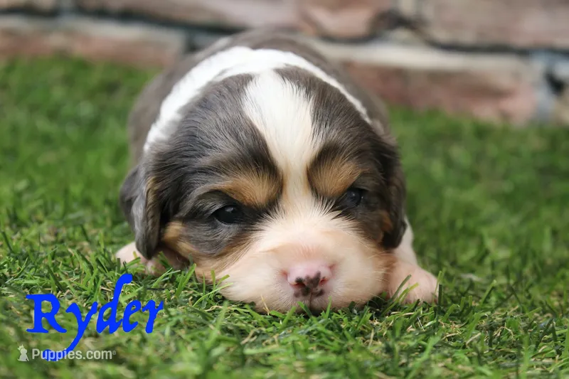 Ryder  – Cavalier King Charles Spaniel puppy for sale in Maurice, IA