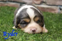 Ryder , a male Cavalier King Charles Spaniel for sale in Maurice, IA – 1 of 6