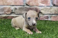 Misty , a female Italian Greyhound for sale in Maurice, IA – 6 of 6