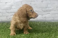 Poppy, a female Miniature Dachshund for sale in Maurice, IA – 4 of 6