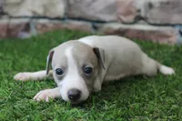 Jade , a female Italian Greyhound for sale in Maurice, IA – 2 of 6