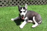Gus , a male Siberian Husky for sale in Maurice, IA – 4 of 4