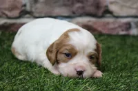 Theo , a male Cavalier King Charles Spaniel for sale in Maurice, IA – 5 of 8