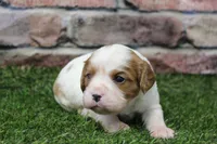 Theo , a male Cavalier King Charles Spaniel for sale in Maurice, IA – 4 of 8