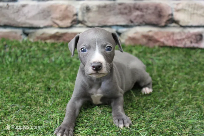Atlas  – Italian Greyhound puppy for sale in Maurice, IA