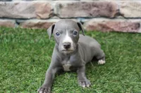 Atlas , a male Italian Greyhound for sale in Maurice, IA – 1 of 6