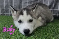 Ruby , a female Siberian Husky for sale in Maurice, IA – Photo 1 of 6