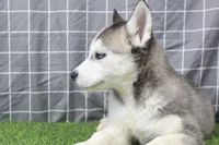 Ruby , a female Siberian Husky for sale in Maurice, IA – Photo 2 of 6