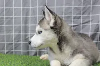 Ruby , a female Siberian Husky for sale in Maurice, IA – Photo 4 of 6