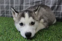 Ruby , a female Siberian Husky for sale in Maurice, IA – Photo 3 of 6