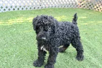 Zeke, a male Kerry Blue Terrier for sale in Maurice, IA – 2 of 7