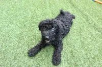 Walker, a male Kerry Blue Terrier for sale in Maurice, IA – 4 of 6