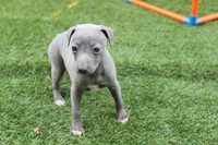 Rosie , a female Italian Greyhound for sale in Maurice, IA – 5 of 5