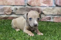 Misty , a female Italian Greyhound for sale in Maurice, IA – 2 of 6